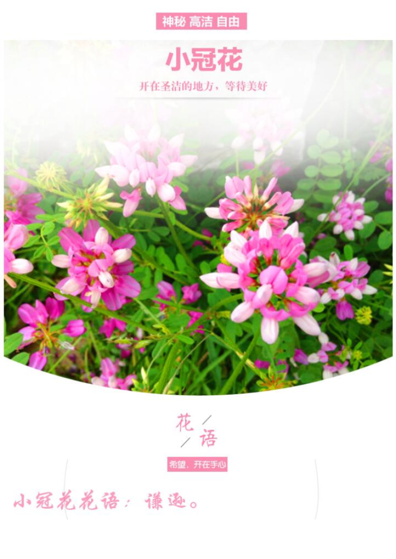 小冠花种子多变护坡固土绿化工程地被植物庭院四季播易成活