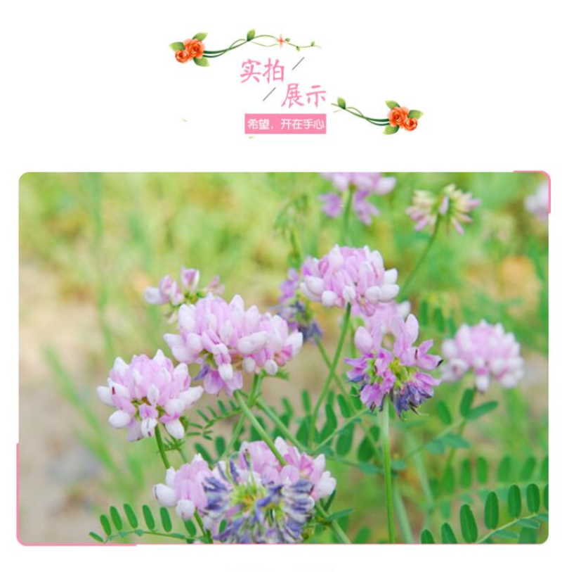 小冠花种子多变护坡固土绿化工程地被植物庭院四季播易成活