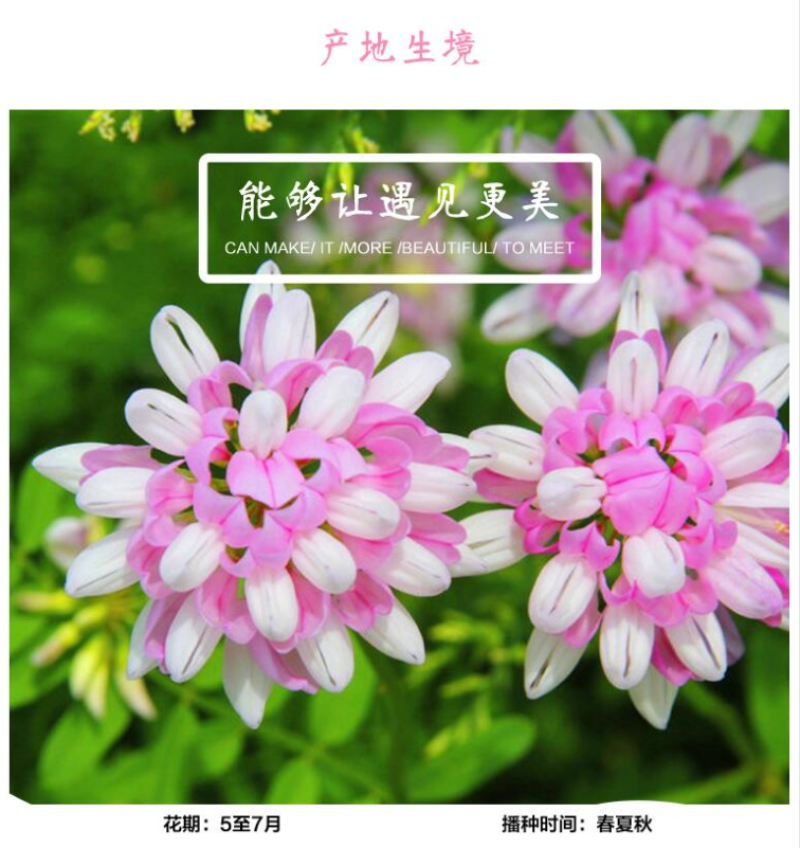 小冠花种子多变护坡固土绿化工程地被植物庭院四季播易成活