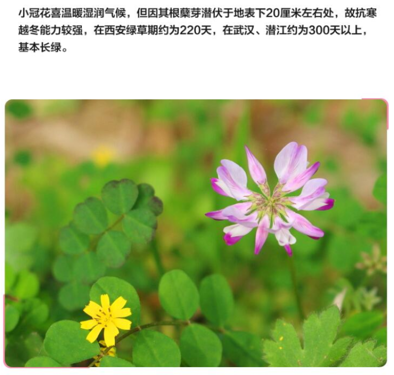 小冠花种子多变护坡固土绿化工程地被植物庭院四季播易成活