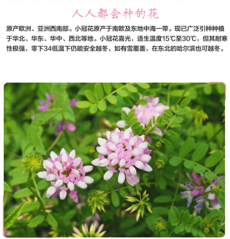 小冠花种子多变护坡固土绿化工程地被植物庭院四季播易成活