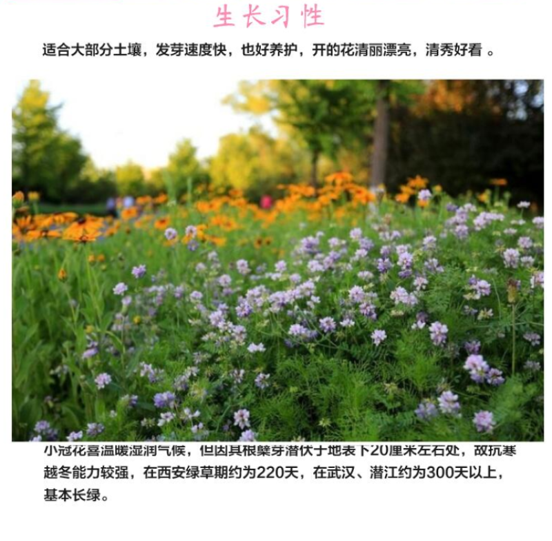 小冠花种子多变护坡固土绿化工程地被植物庭院四季播易成活