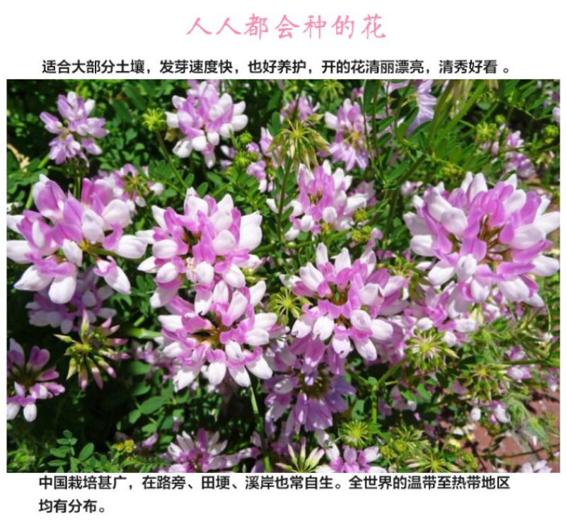 小冠花种子多变护坡固土绿化工程地被植物庭院四季播易成活