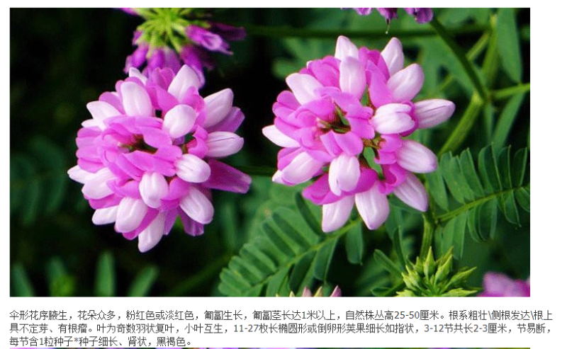小冠花种子多变护坡固土花卉绿化工程地被植物庭院四季播易活