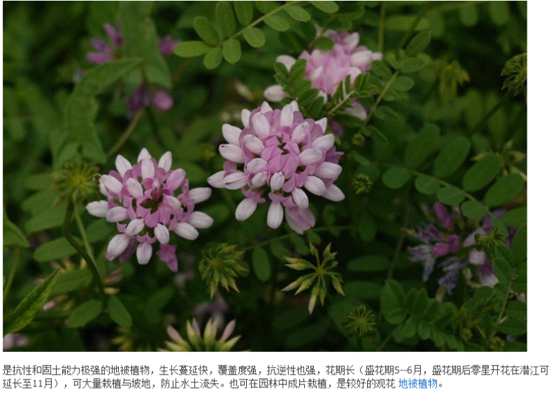 小冠花种子多变护坡固土花卉绿化工程地被植物庭院四季播易活