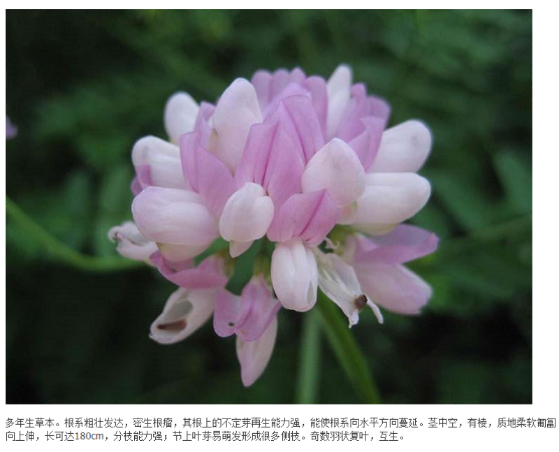 小冠花种子多变护坡固土花卉绿化工程地被植物庭院四季播易活