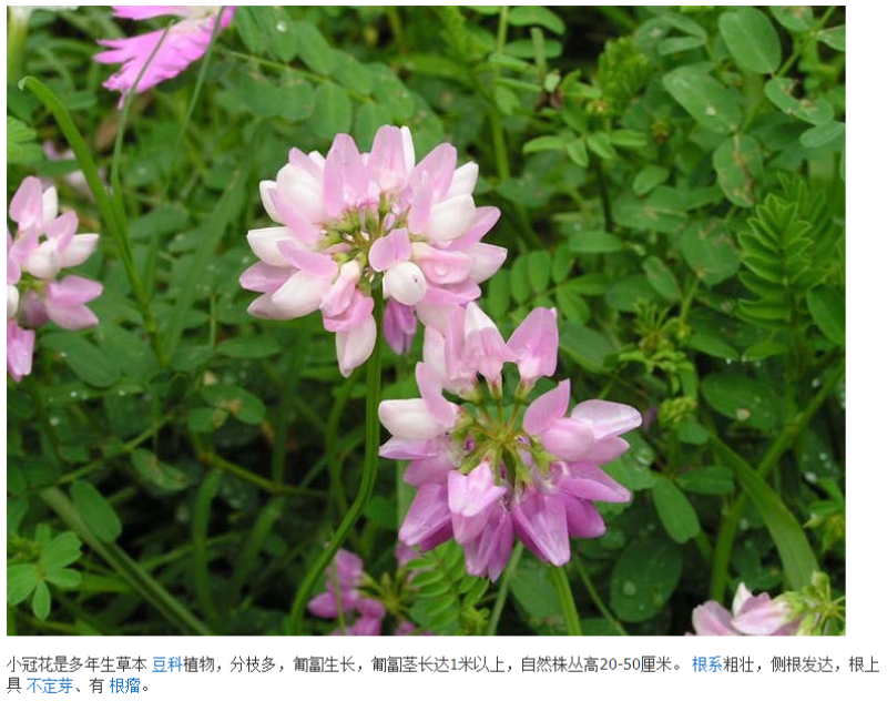 小冠花种子多变护坡固土花卉绿化工程地被植物庭院四季播易活