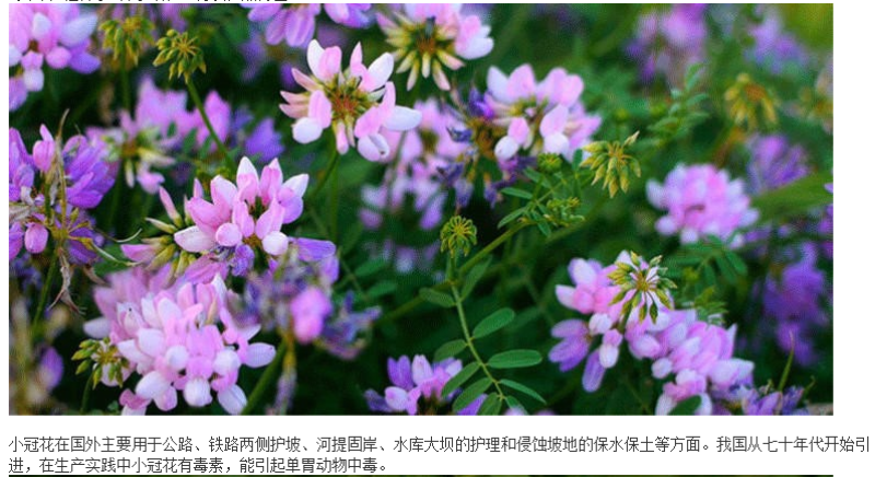 小冠花种子多变护坡固土花卉绿化工程地被植物庭院四季播易活