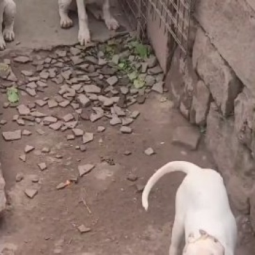 杜高犬