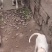 杜高犬