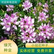 小冠花种子多变护坡固土花卉绿化工程地被植物庭院四季播易活