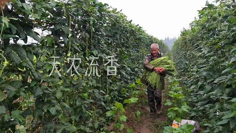 厂家自有基地酸豆角免切酸豇豆老坛泡豇豆规格多