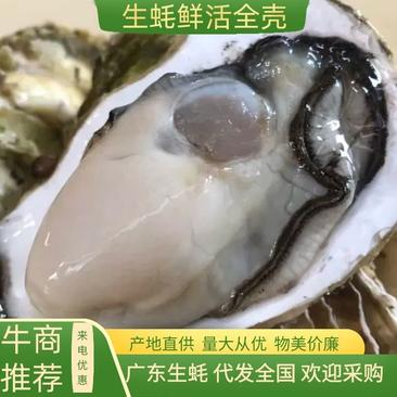 生蚝鲜活烧烤人工现开半壳牡蛎原产地批发海蛎子