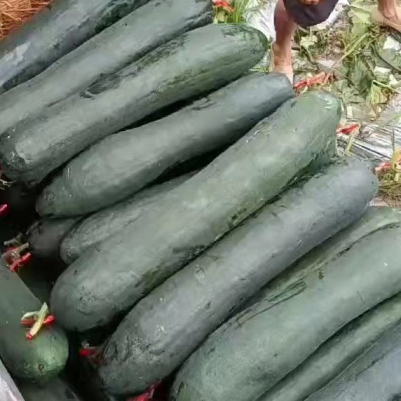【好货】广西博白冬瓜黑皮吊冬瓜规格齐全质量保证
