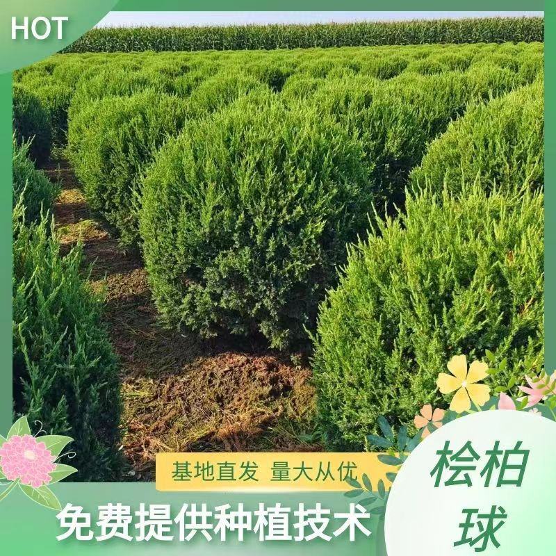 桧柏球圆柏球刺柏树密度高规格全一手货源量大从优