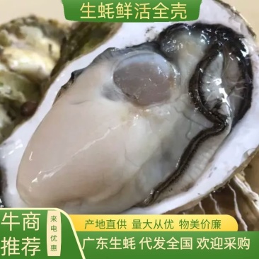 【生蚝】广东生蚝鲜活烧烤带壳牡蛎夜市烧烤蚝批发1元蚝