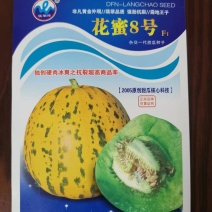 花蜜8号甜瓜种子出苗75天熟结果力强绿肉腔小皮韧耐磨口感