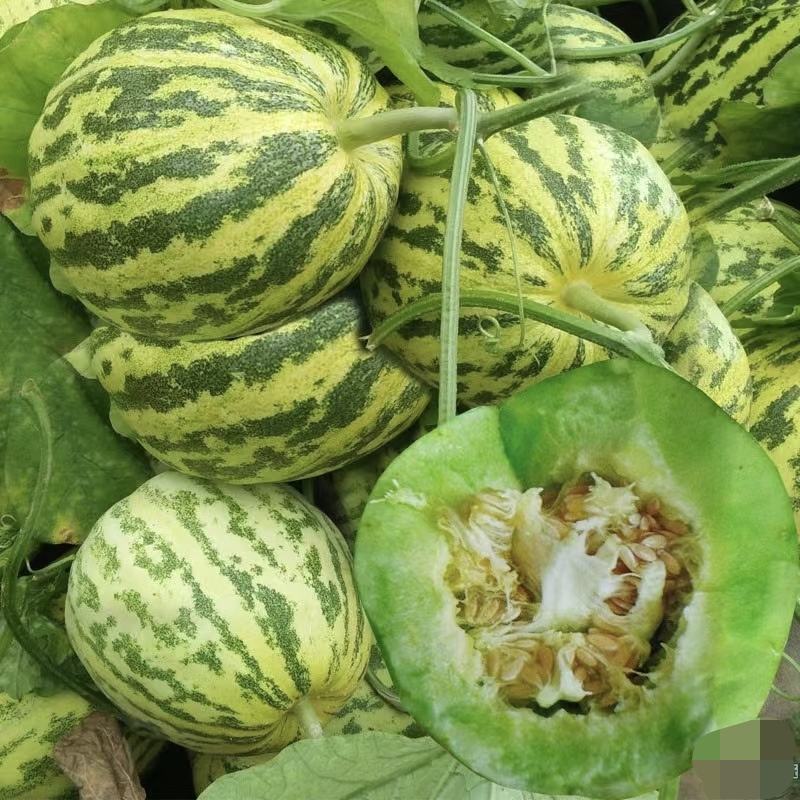 花蜜8号甜瓜种子出苗75天熟结果力强绿肉腔小皮韧耐磨口感
