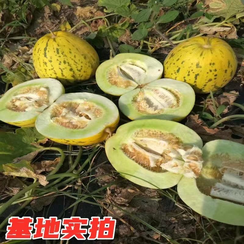 花蜜8号甜瓜种子出苗75天熟结果力强绿肉腔小皮韧耐磨口感