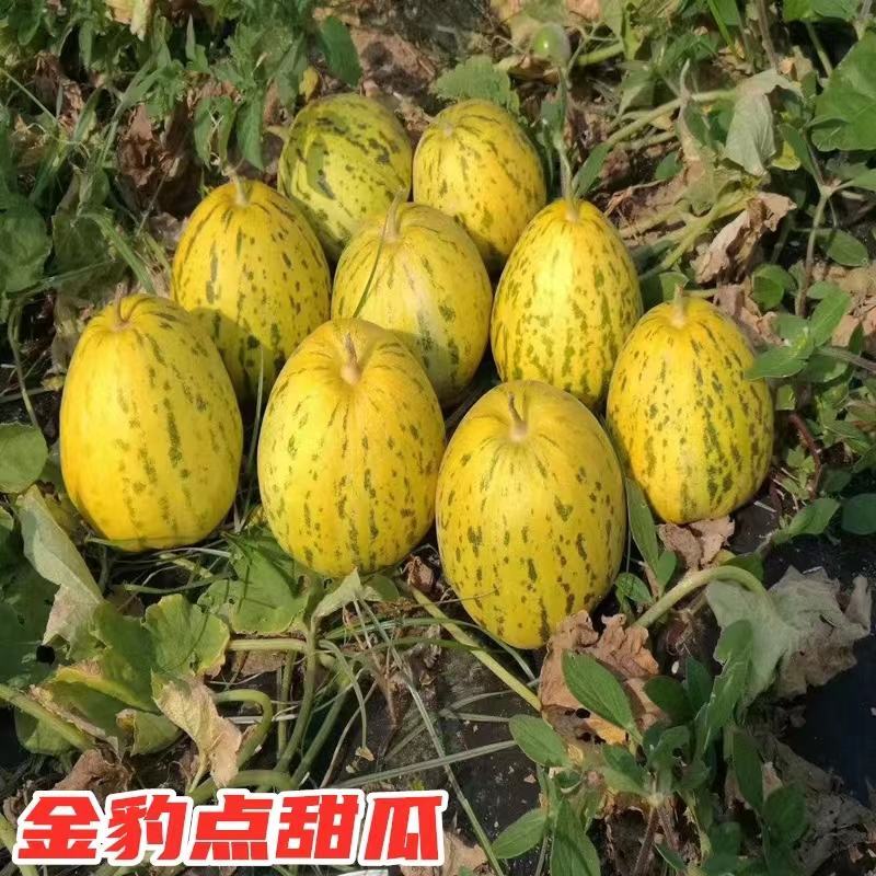 花蜜8号甜瓜种子出苗75天熟结果力强绿肉腔小皮韧耐磨口感