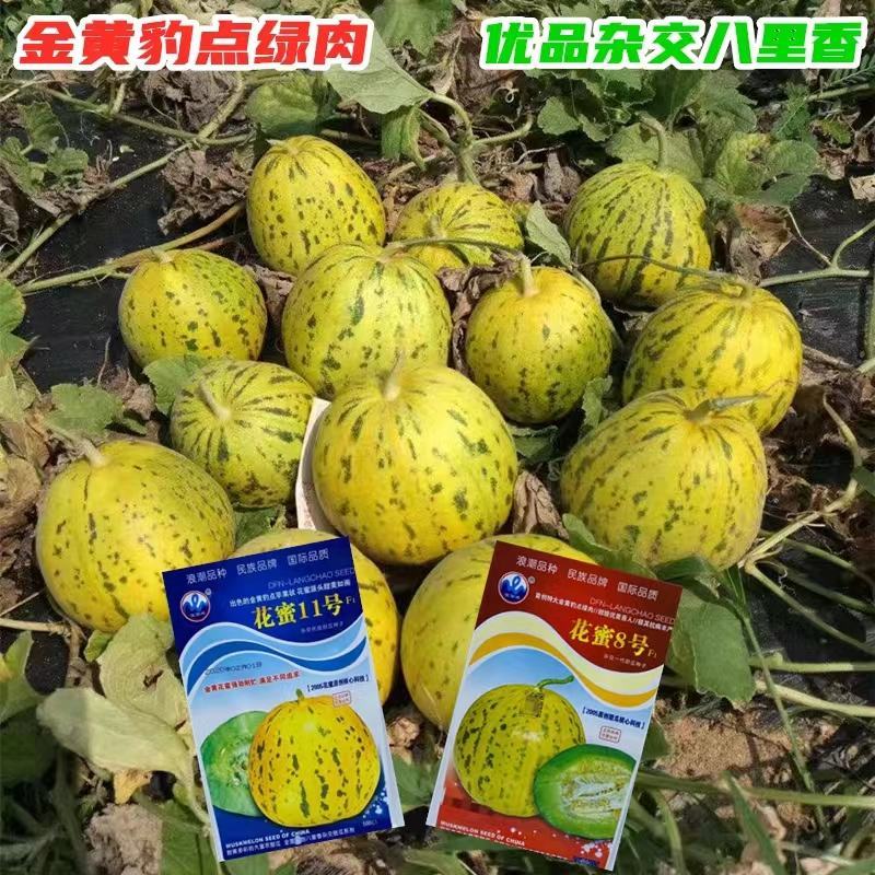 花蜜8号甜瓜种子出苗75天熟结果力强绿肉腔小皮韧耐磨口感