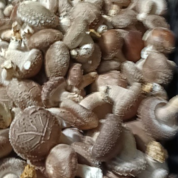 鲜菇