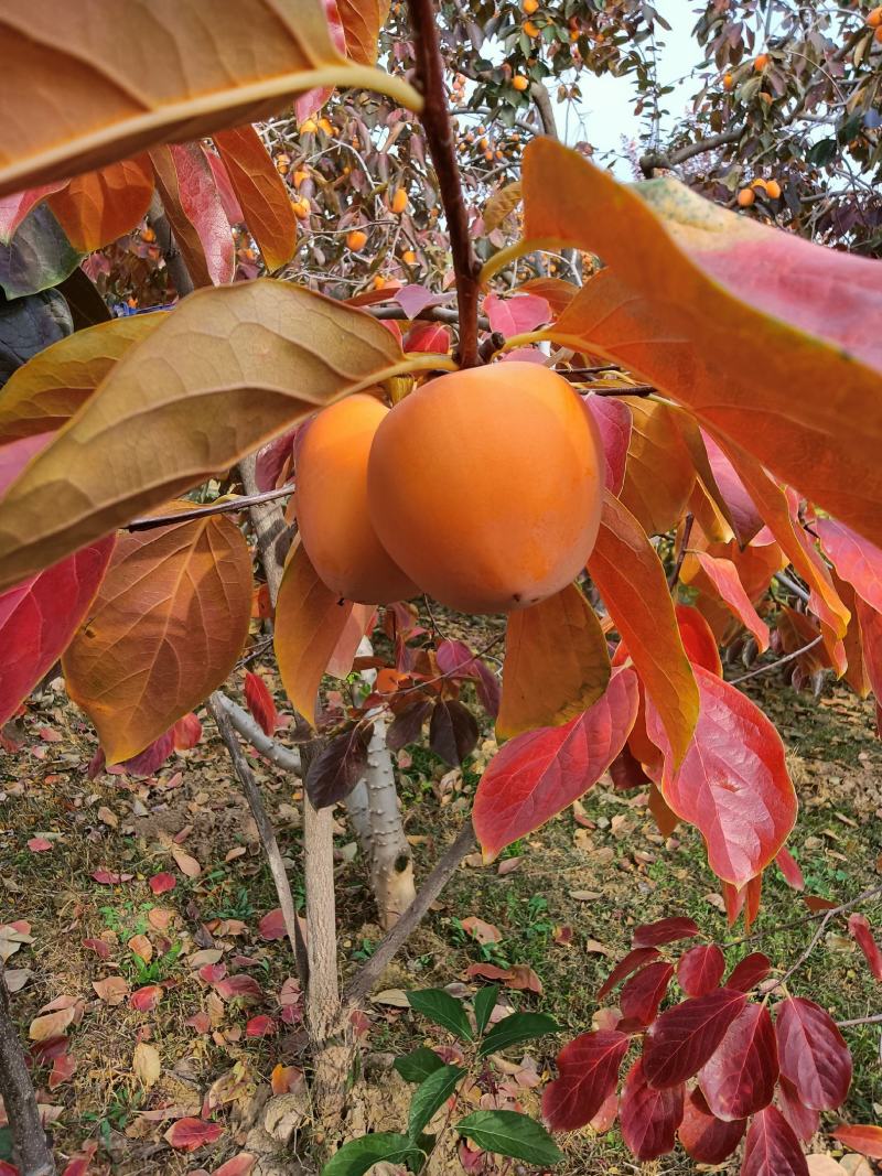 富平柿饼