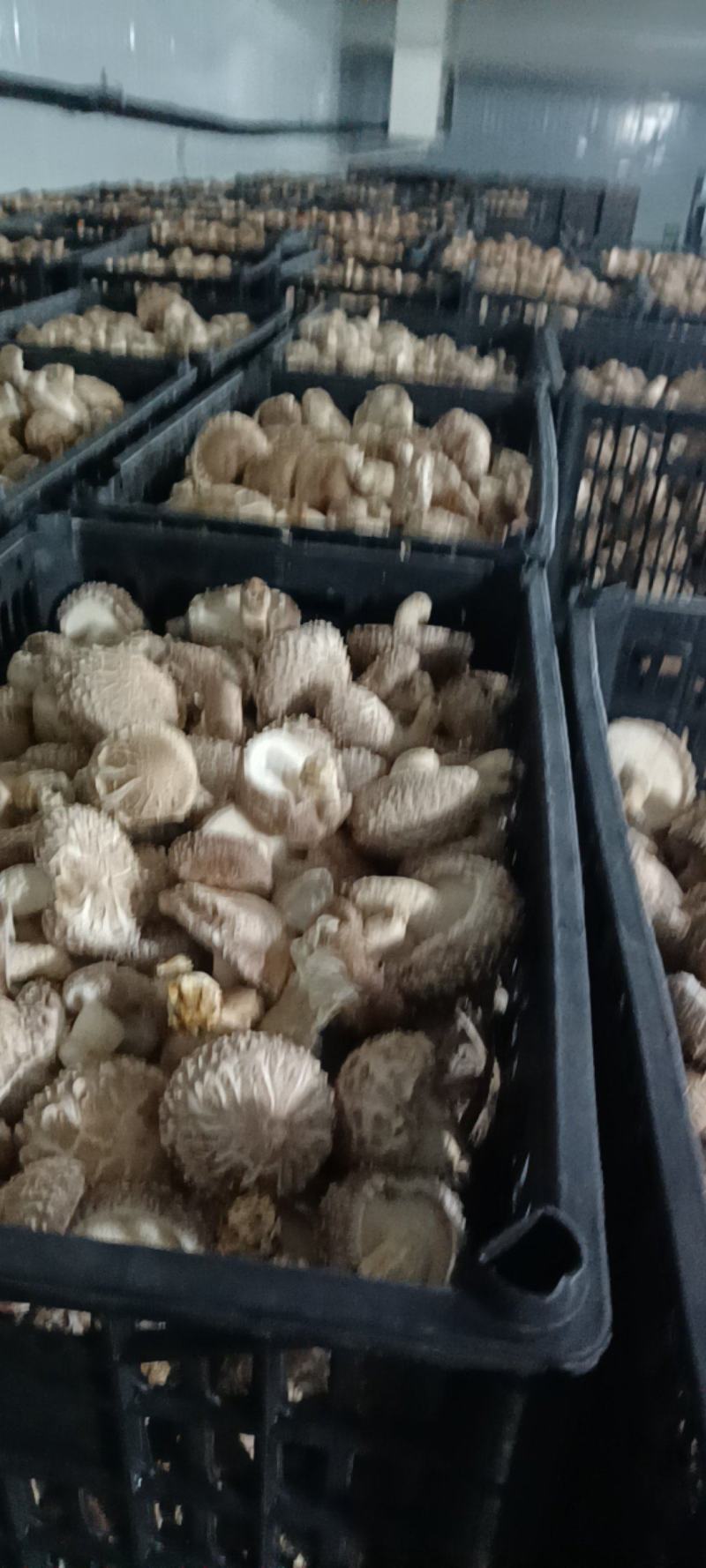 鲜菇