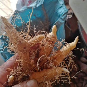 黄精芽头苗开始大量供应如有需要的老板提前预订