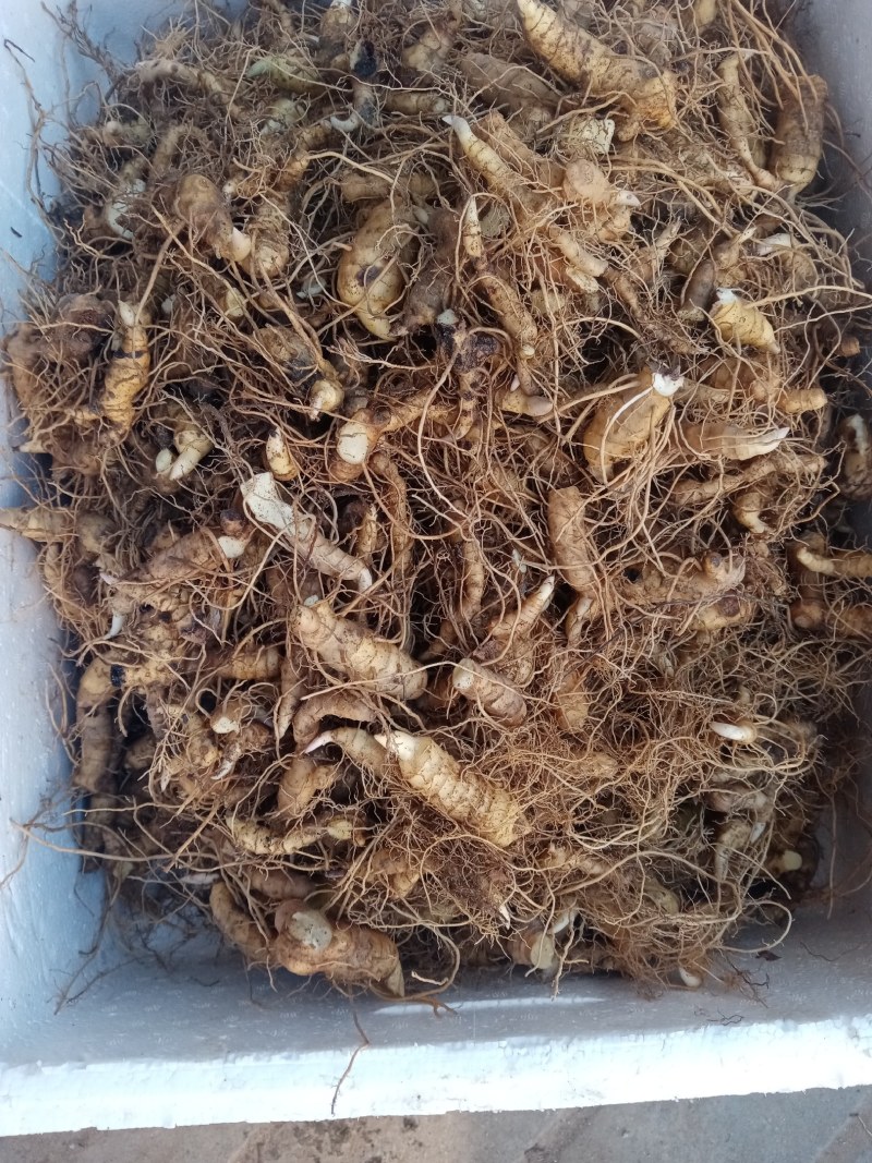 黄精芽头苗开始大量供应如有需要的老板提前预订