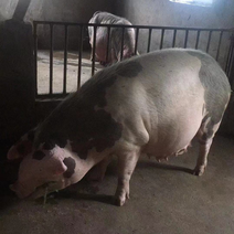 出售原种带孕母猪太湖原种母猪可发货视屏欢迎咨询