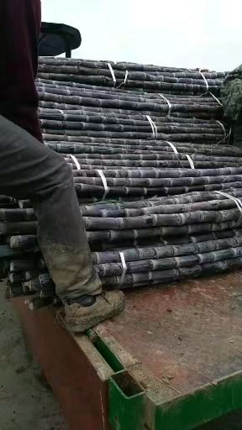 精品黑皮，黄皮甘蔗，产地一手货源质量好，价格优，欢迎电联