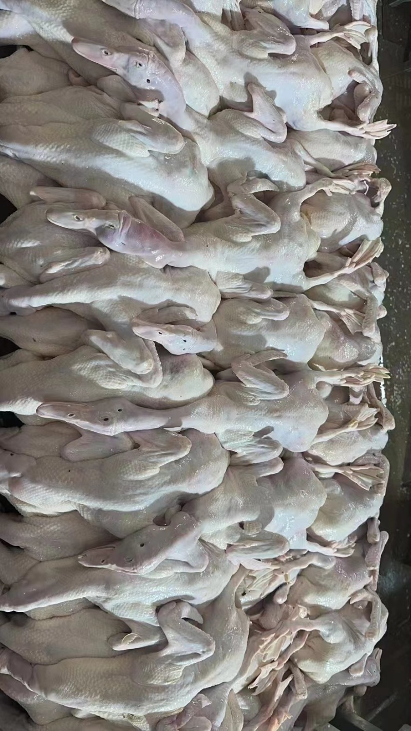 雁鹅白条，大雁鹅，厂家直发，量大优惠，欢迎选候