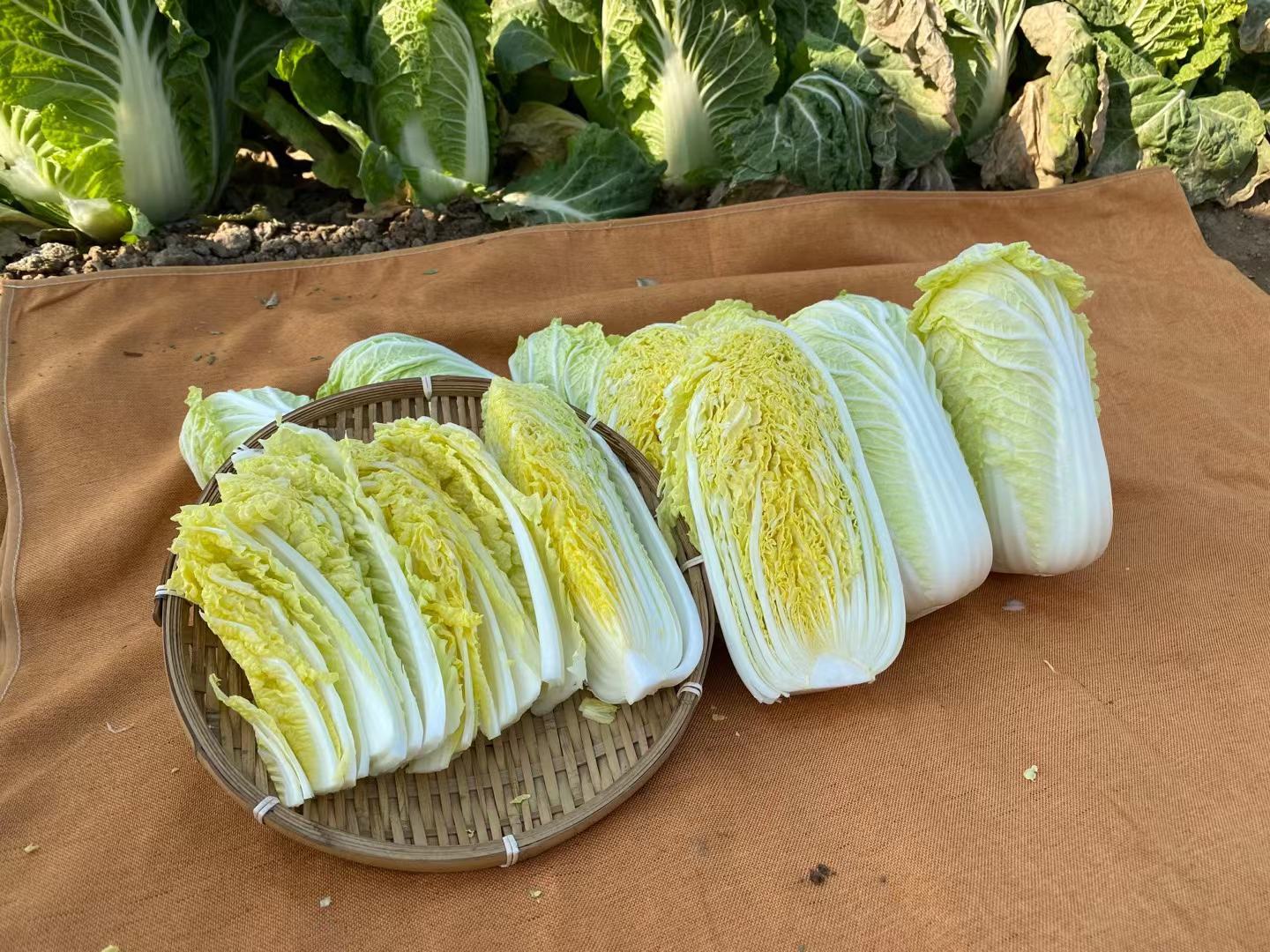 娃娃菜清洗干净后对半切开,再切成四瓣,整齐码放 娃娃菜清洗与切配