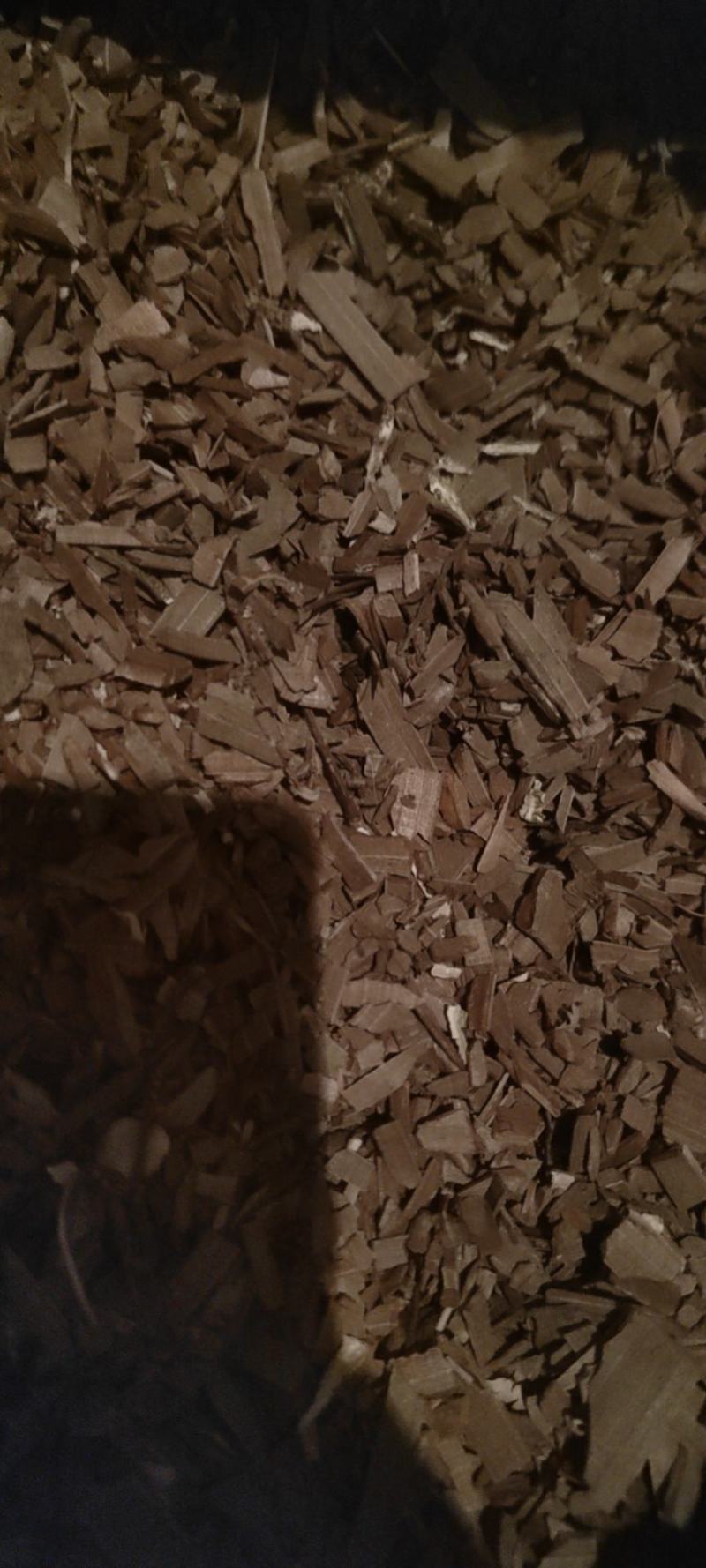 甘肃陇南市西和大片小片鬼箭羽量大从优对接全国欢迎订购
