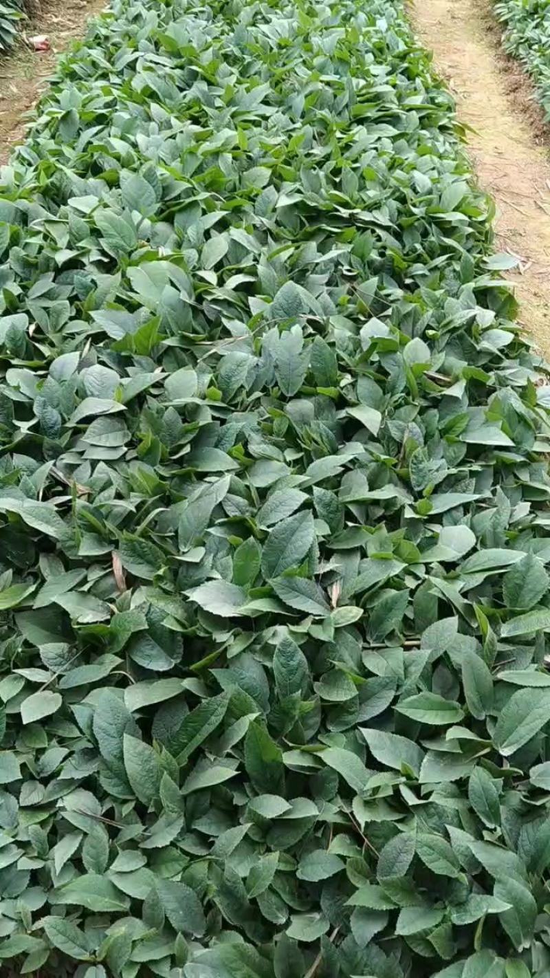 五指毛桃苗泥杯苗，大量现货，量大优惠，欢迎来电