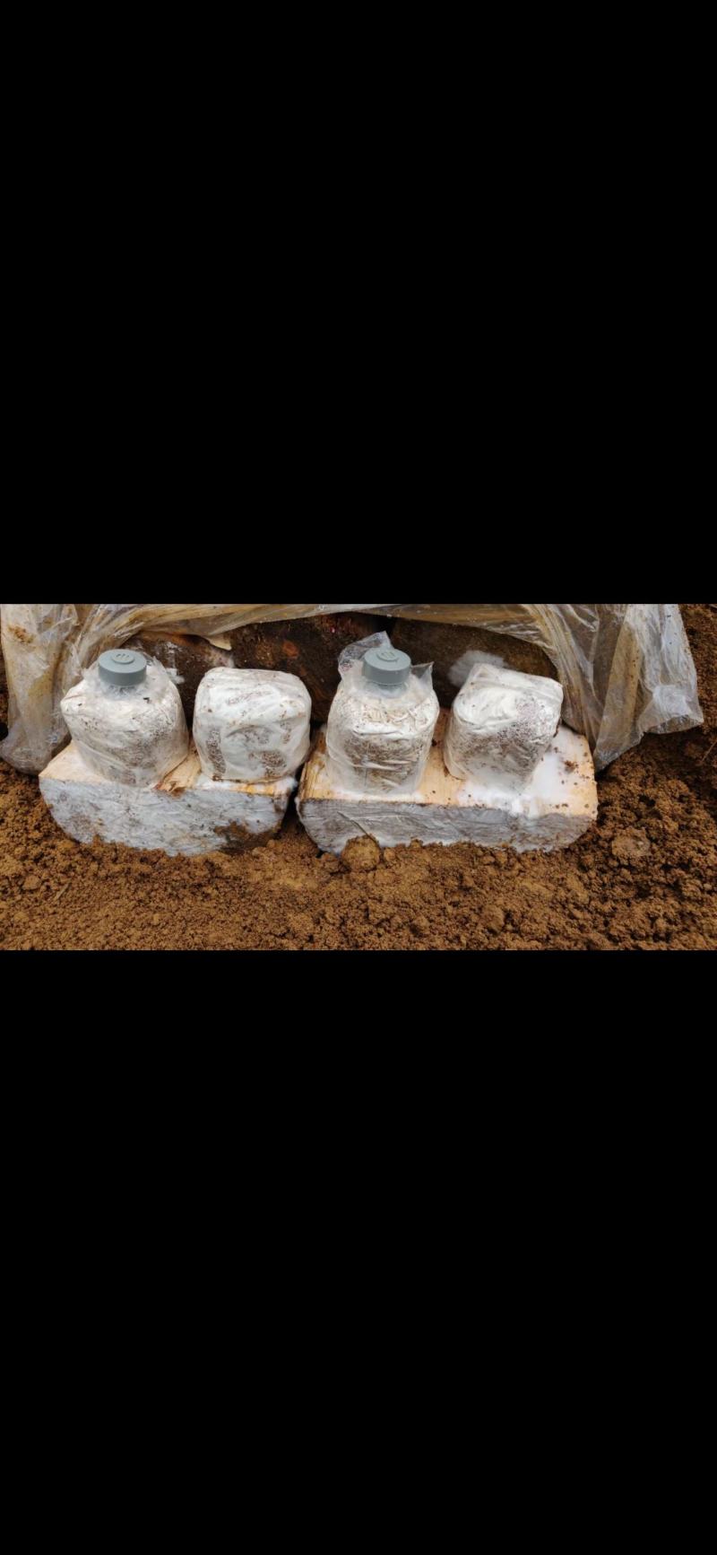 茯苓试管母种高产量高纯度产地湖南价格实惠