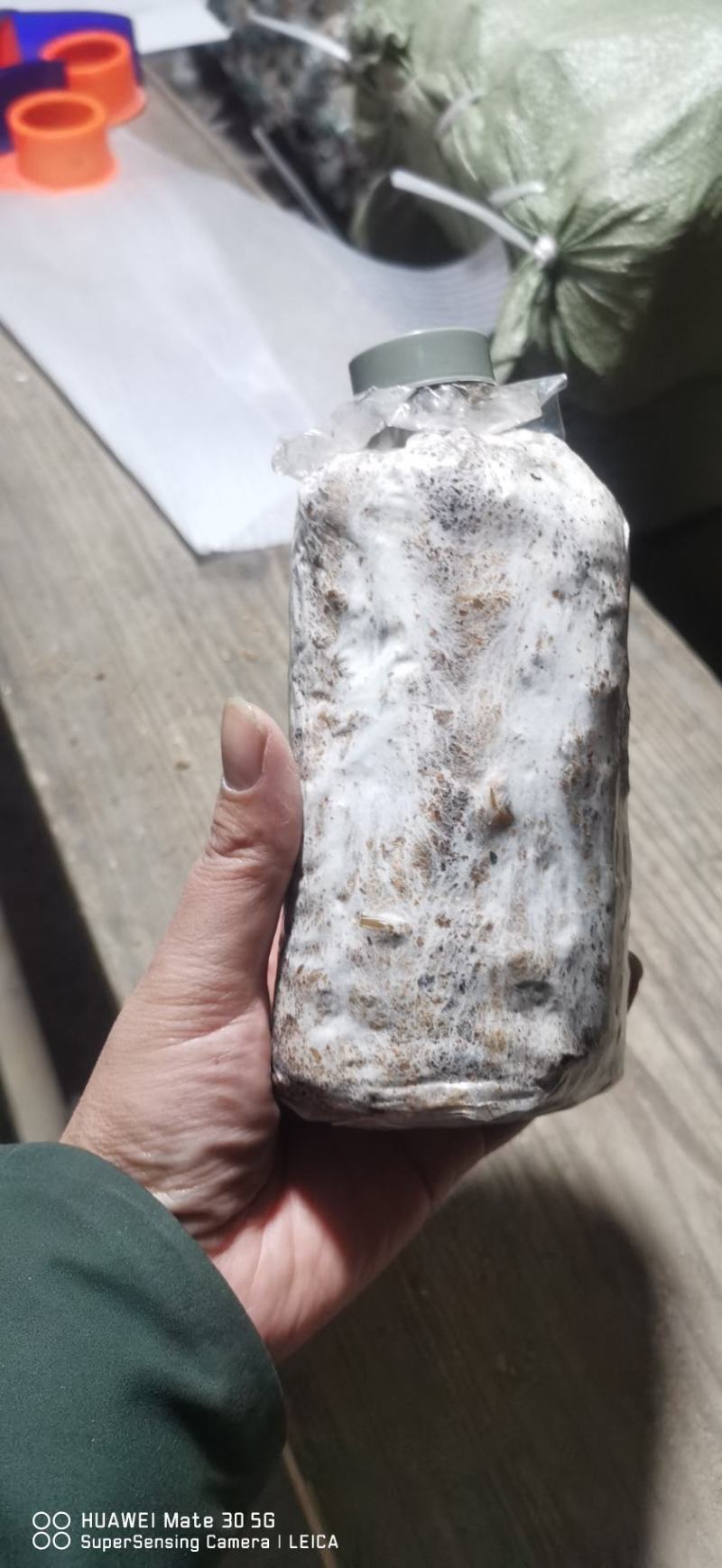 茯苓试管母种高产量高纯度产地湖南价格实惠