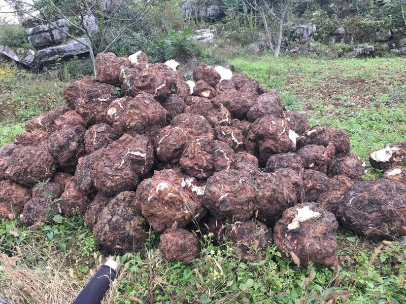 茯苓试管母种高产量高纯度产地湖南价格实惠