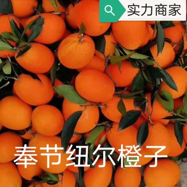 奉节橙子:光果:纽尔:通货:可以视频看货,代收/代发