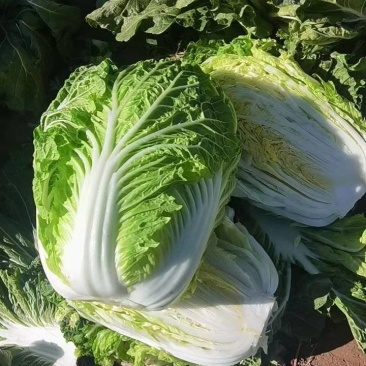 河南省汝州白菜，开始大量上市，质量保证，可以实地看货。