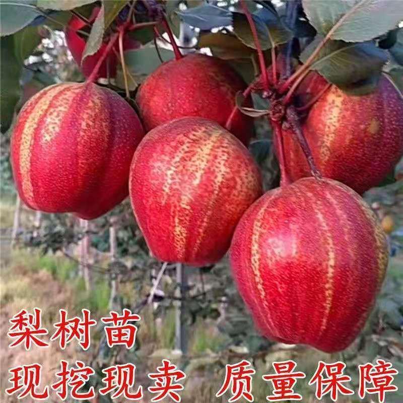 【品质保证】精品红香酥梨大量供应产地批发一手货源