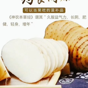 云南昭通小草坝天麻