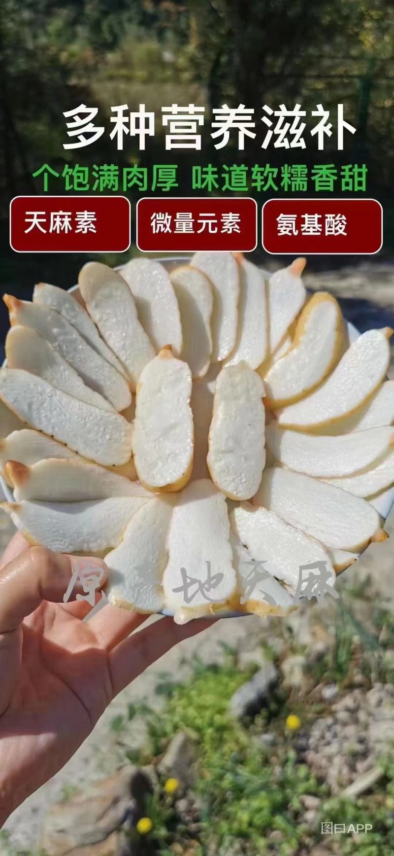 云南昭通小草坝天麻