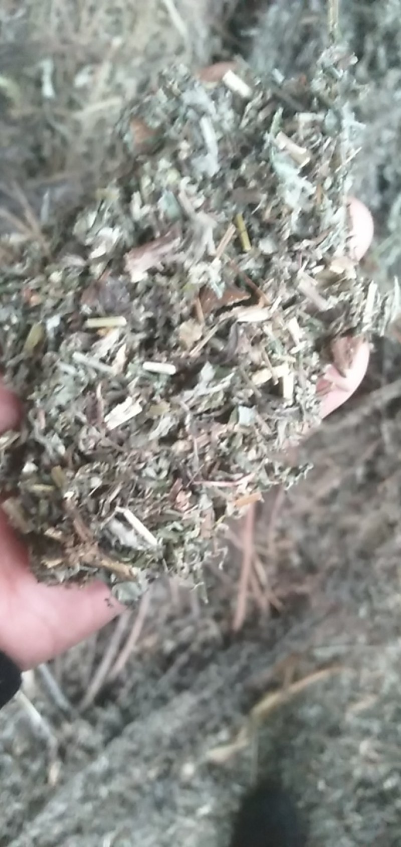 0.8一1公分纯前期优质全棵艾段.无连刀，价格实惠。