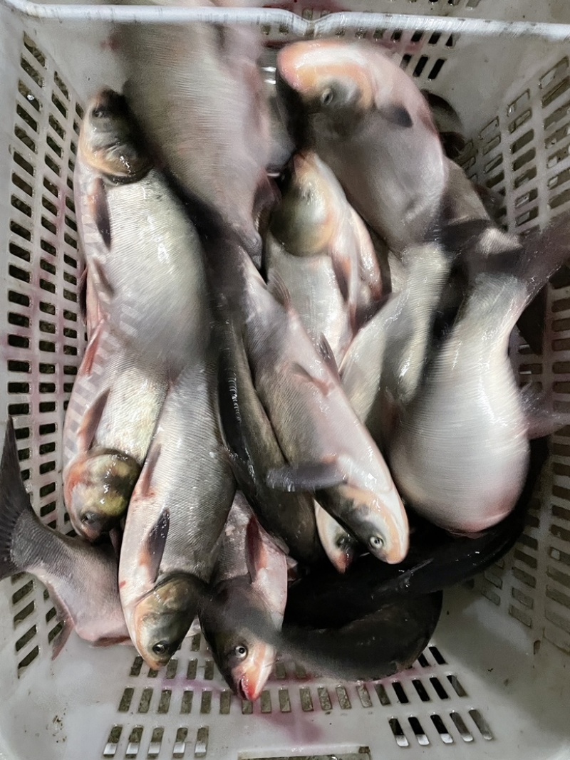 大青鱼，质量高，荆州产地批发车宜昌恩施重庆四川