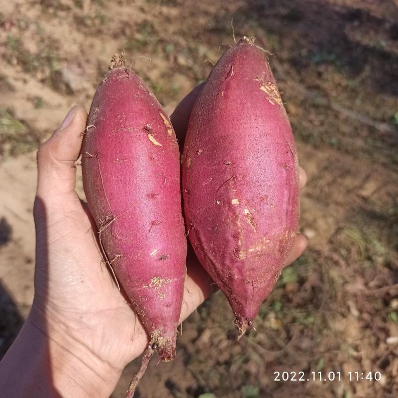 日系贵妃香红薯玛莎帝窖藏商品薯开库