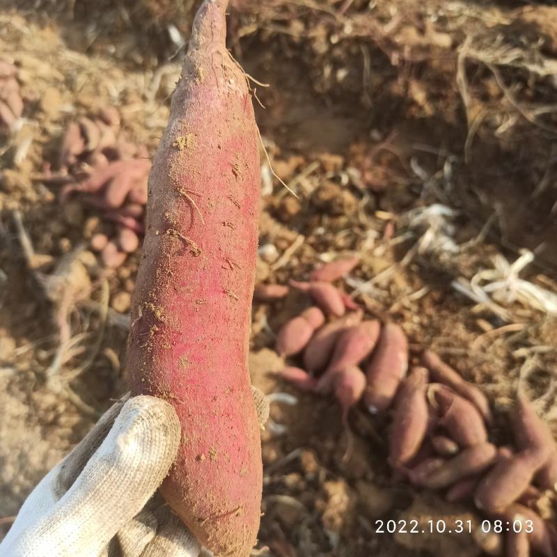 日系品种红薯苗贵妃香脱毒苗