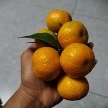 西林砂糖橘1.8到3.55。代办，代办