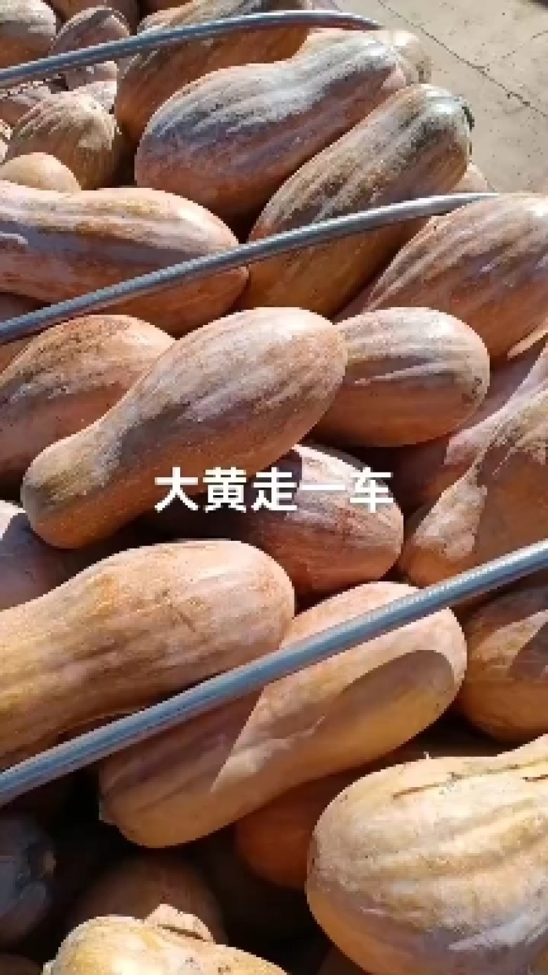 蜜本南瓜哪家强，禄劝千岭美名扬，发成都走贵阳上郑州下海南